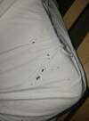 punaise de lit logement
