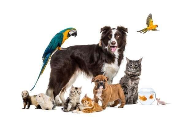 Droit des animaux : le droit français s’adapte