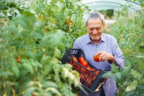 Retraite des non-salariés agricole : alignement sur le régime général