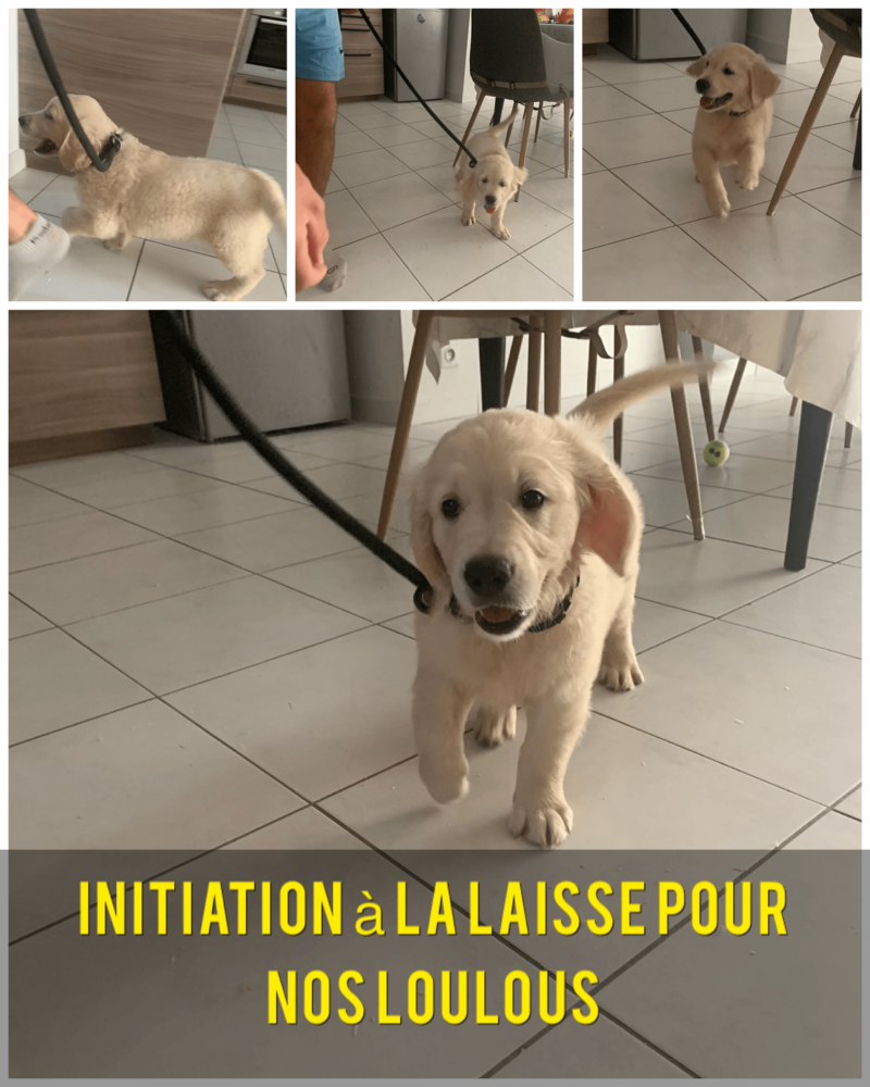 chiots120230721-3803756-eltc26