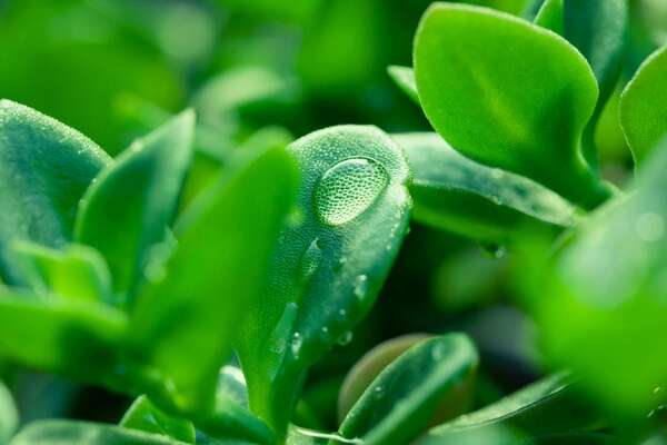 feuilles-produits-ecologiques