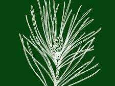 images__25_
