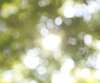 soleil traversant des feuilles vertes avec effet bokeh