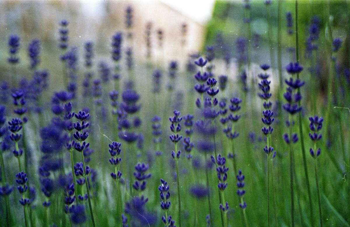 Lavande en fleur