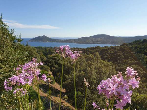 Fleurs devant la baie