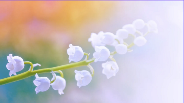 Exploration du bonheur intérieur