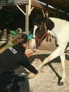 Chiropracteur pour les animaux à Saulx-les-Chartreux et Castets