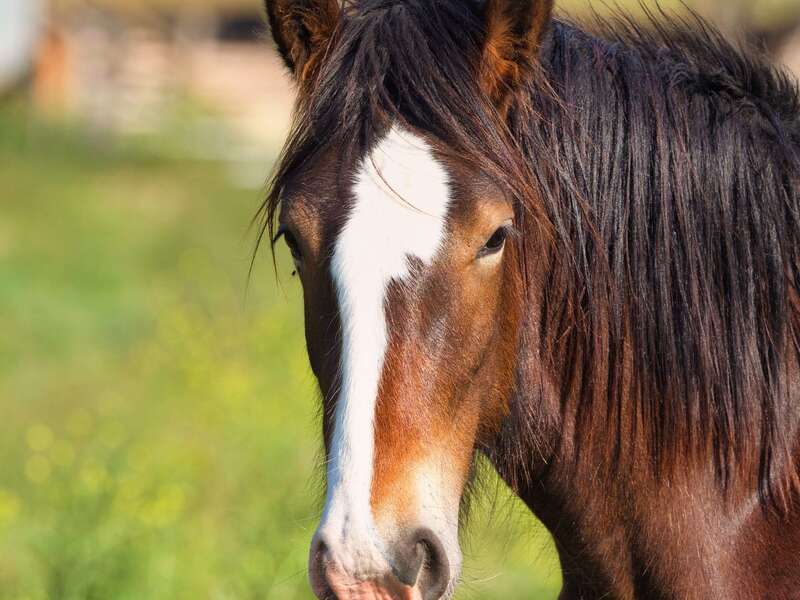 photo_cheval__lc
