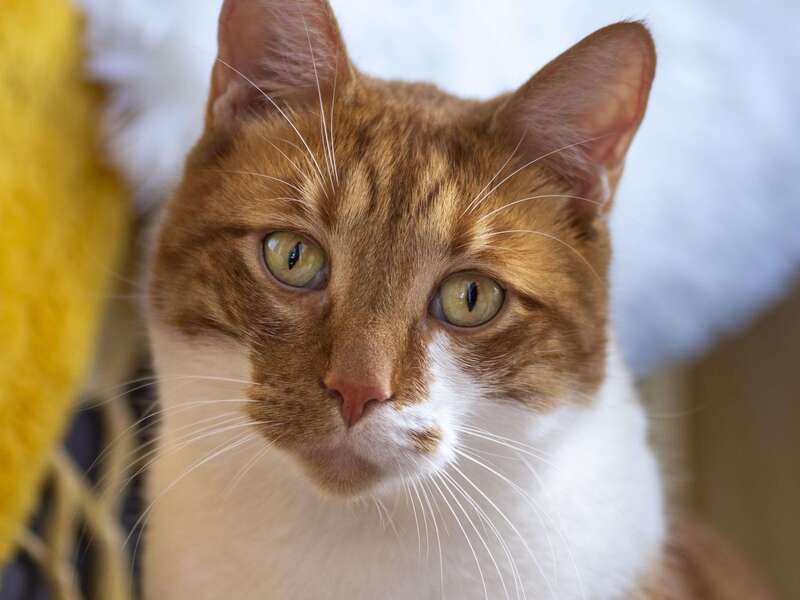 cute-cat-with-red-fur-indoors