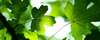 naturopathie conseils personnalisés bien-être