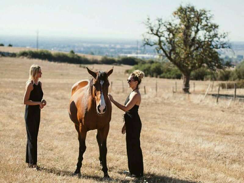 mediation_equine-1_web