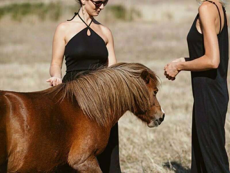 mediation_equine-9_web