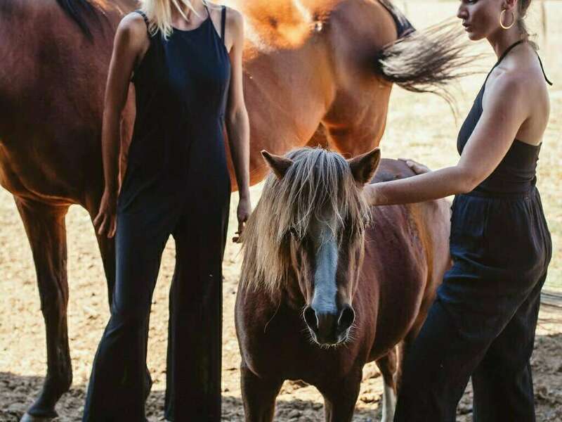 mediation_equine-28_web