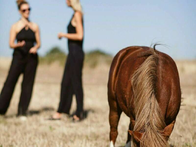 mediation_equine-10_web