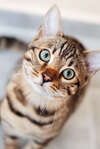 Chat Bengal tigré affichant troubles comportementaux félins