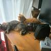 Ulysse et Nala posant ensemble sur fond neutre