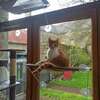 Portrait du chat Filou assis paisiblement