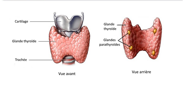 L'hypothyroïdie : Comprendre, Gérer et Guérir Naturellement