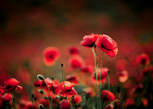 L'été du Coeur: Expension et reliance intérieure