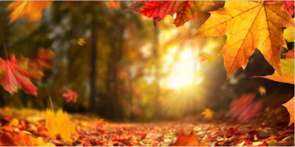 Détox d'automne : soutenir ses émonctoires et renforcer son énergie