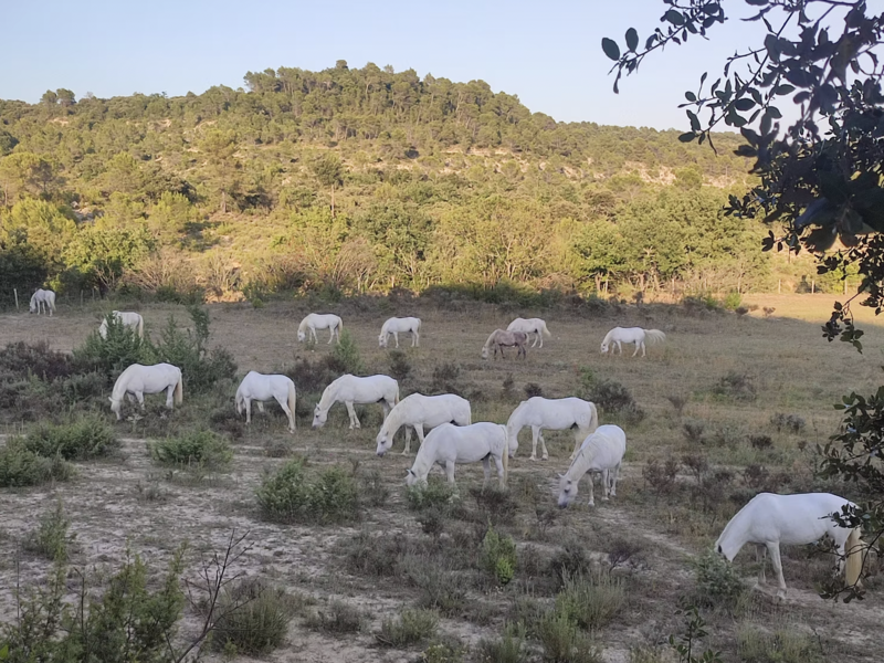 capture_d_ecran_2026-02-13_a_15-07-00