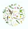 fleurs de bach