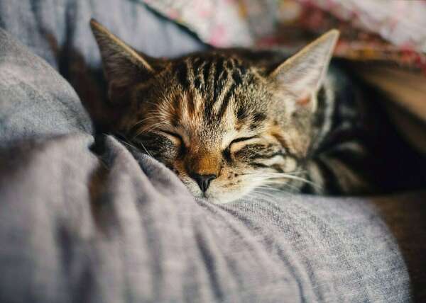 Le sommeil