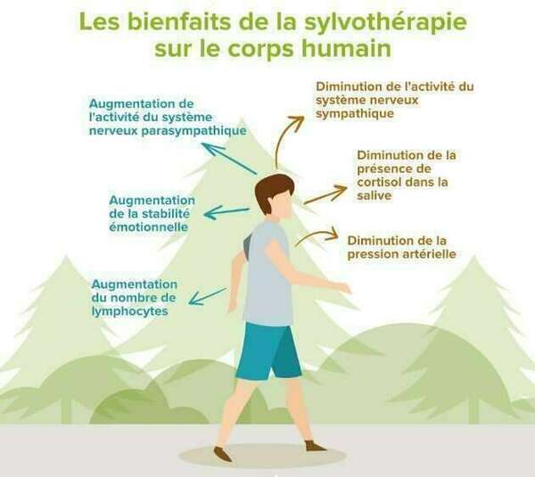 Pourquoi aller en forêt?