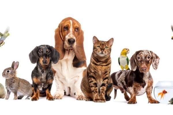 Bien-être animal : une réglementation détaillée