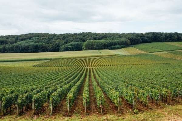 Valeur vénale des vignes en 2024