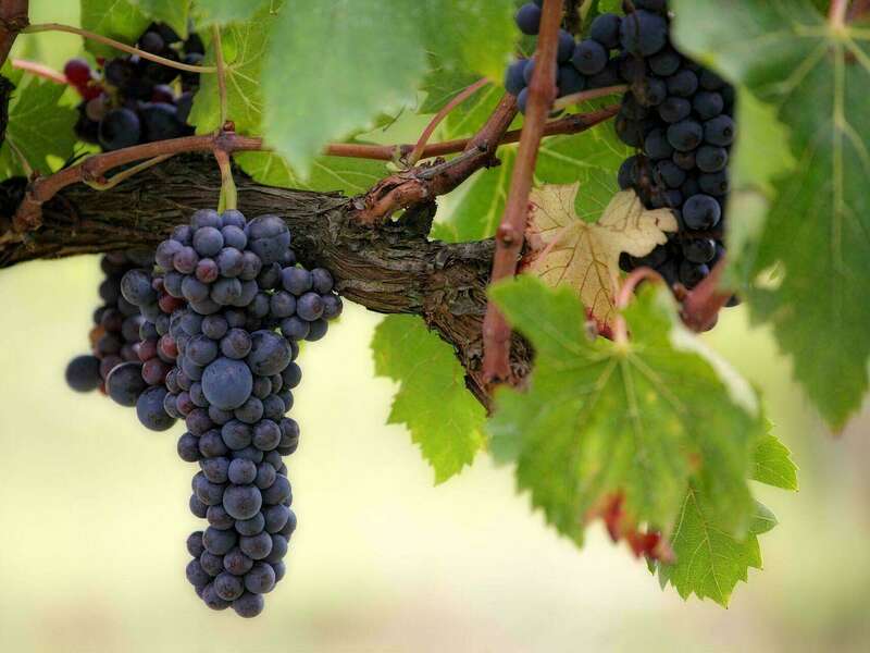 proxy-2bfd9830c65d85dfce119cca41f8fe3c-og20220721-1588444-q5q3ob