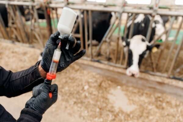 Dermatose nodulaire : nouvelle restriction de mouvements pour les animaux non-vaccinés