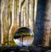 Sphère transparente reflétant forêt inversée sur sol terreux