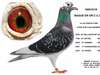 2 pigeons mangeant dans la main