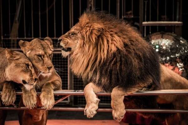 Interdiction des spectacles itinérants avec des animaux non domestiques : des aides possibles