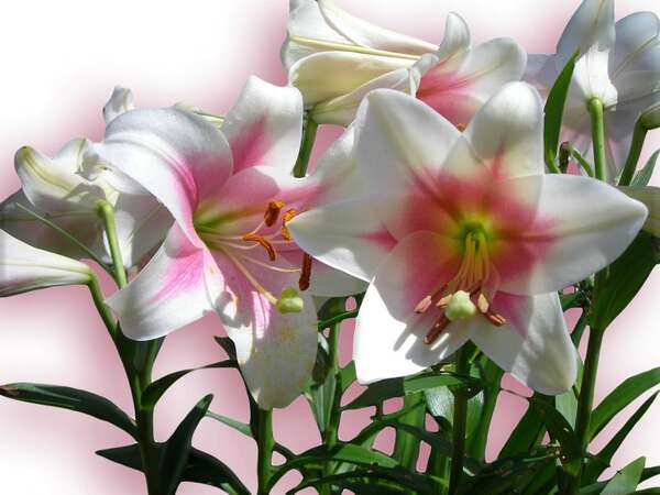 Mécanismes de défense : comment votre esprit vous protège