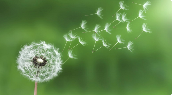 Quel accompagnement sophrologique est fait pour vous ?