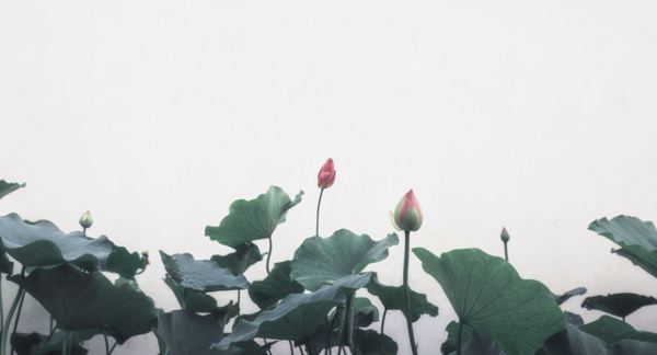 Créer un espace serein chez soi : Feng Shui et organisation douce