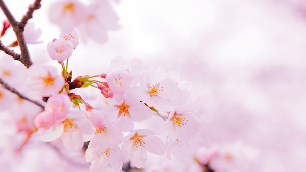 Quand l’énergie de votre maison soutient ou freine votre vitalité : Feng Shui et bien-être au quotidien