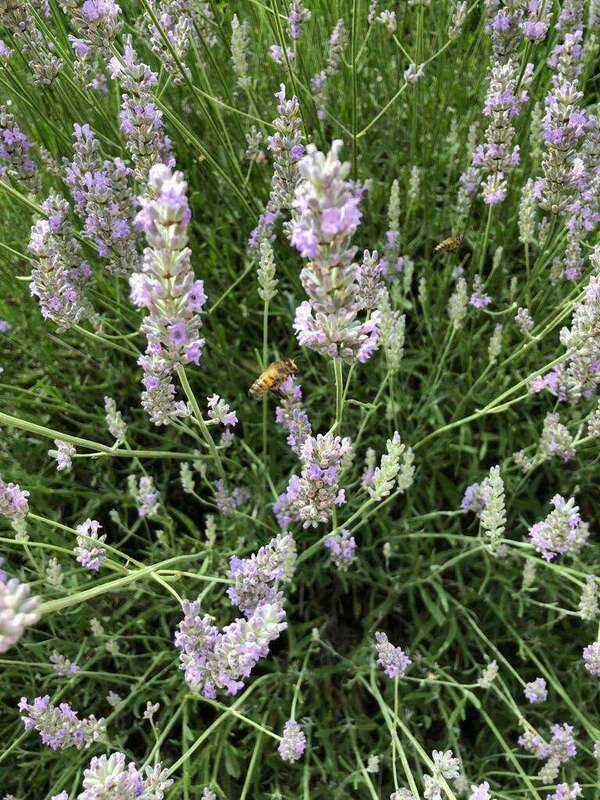 L'HARMONIE PAR NOS 5 SENS