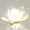 Fleur de Lotus