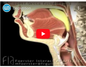 Déglutition