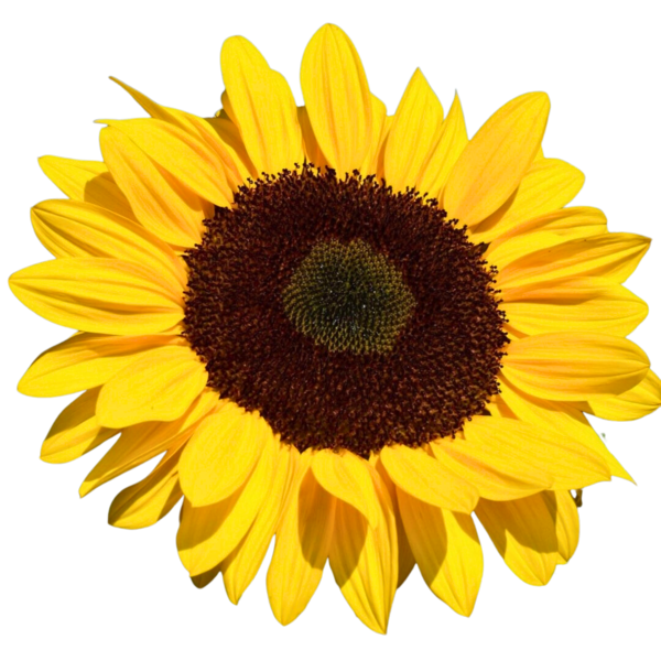 Logo B.A. Energéticienne, entreprise individuelle