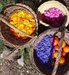 paniers de plantes amélie bador
