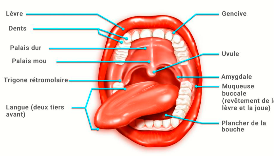 Comment le microbiote oral affecte votre sant globale