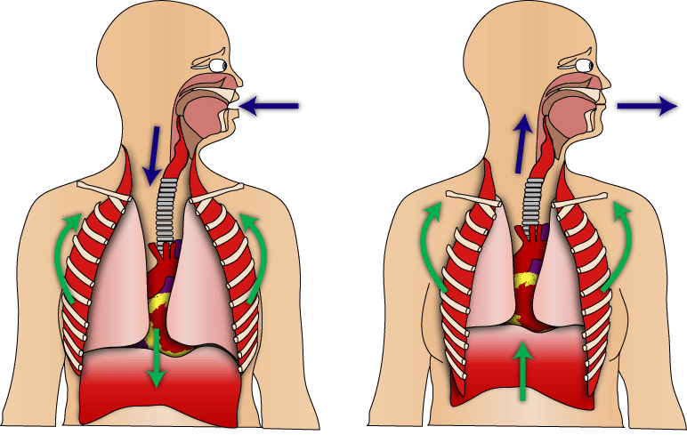 2 respiration