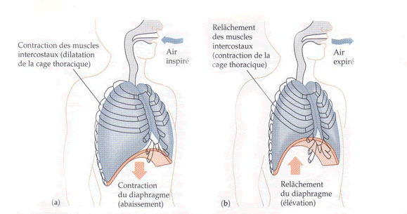 Diaphragme