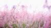 champs fleurs rose pale