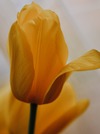 tulipe jaune