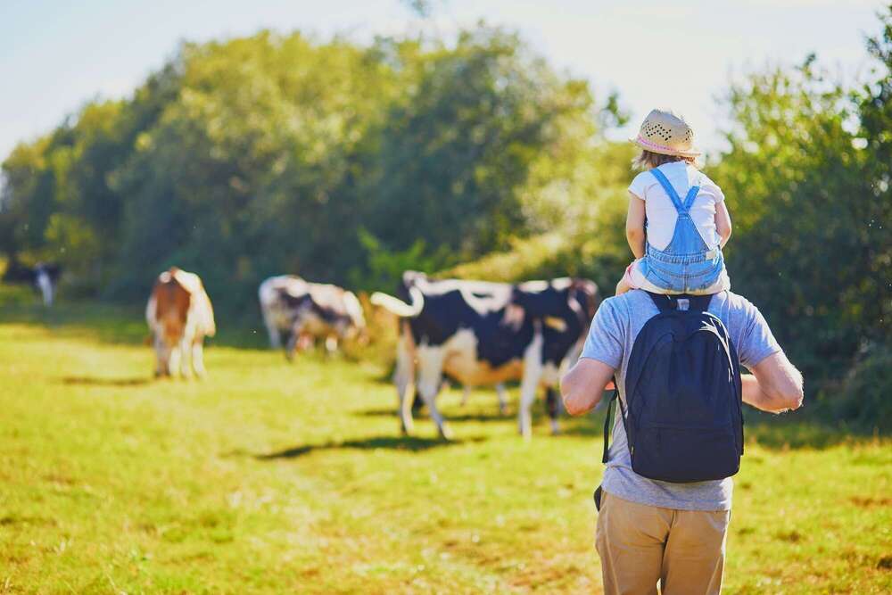 Chien et immobilier : quand ces petits compagnons influencent la quête du logement idéal